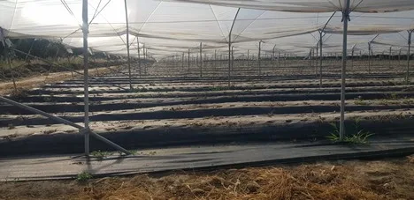 La escasez de mano de obra obliga a anticipar el final de la cosecha de fresas en el sur de Italia
