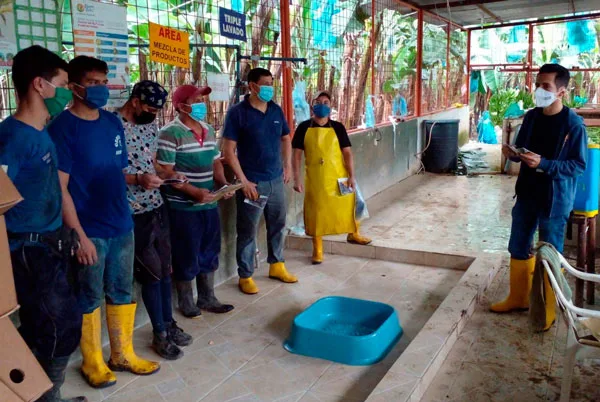 Ecuador: En El Oro se reforzarán las medidas de bioseguridad y nutrición del suelo para la prevención de Fusarium Raza 4