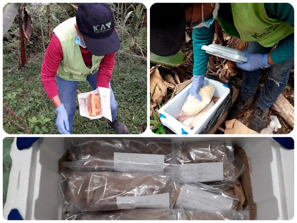Colombia: Entidades agropecuarias continúan labores para mantener los cultivos libres de Foc R4T