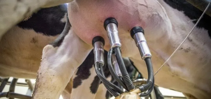 La FAO proyecta una producción mundial de leche de más de 920 mill/tn