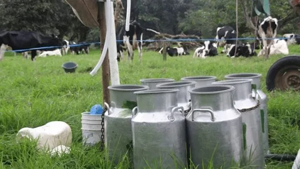 Efecto de la suplementación de una mezcla de vitaminas del complejo B protegidas en la salud y reproducción de vacas lecheras en transición
