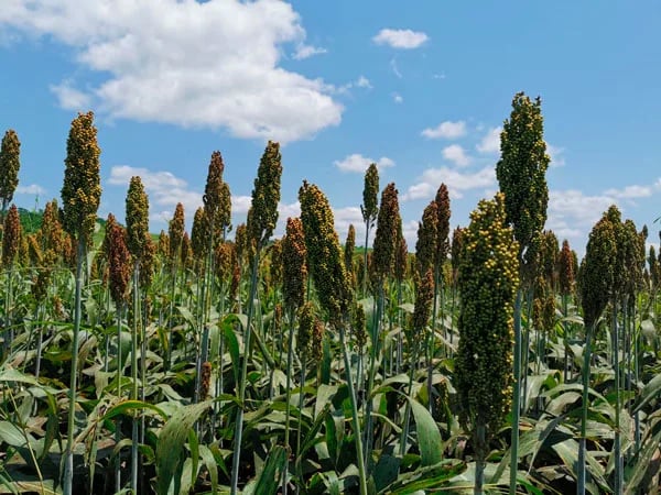Después de 30 años retorna el sorgo a Ecuador