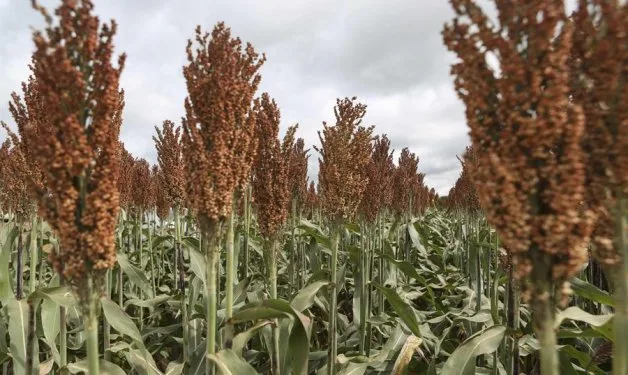 Bolivia alerta de que la “vida está en riesgo” a causa de la contaminación de los suelos