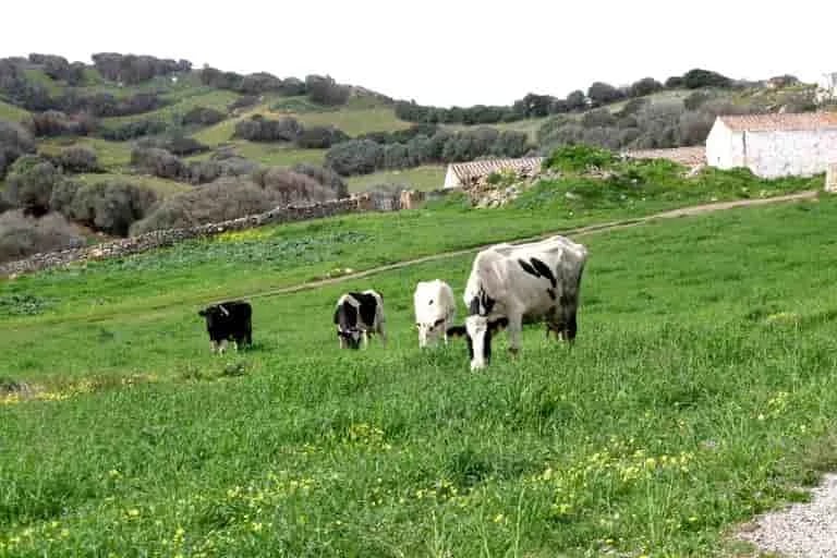 Un granjero irlandés transforma el estiércol de vaca en energía que alimenta computadoras para generar criptomonedas