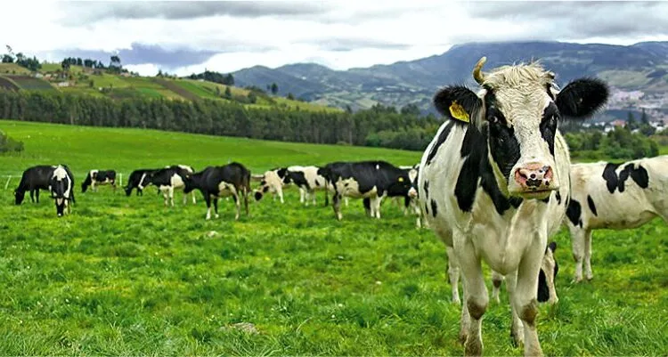 La FAO Llama a la Acción para Reducir la Resistencia a los Antimicrobianos en los Sistemas Agroalimentarios