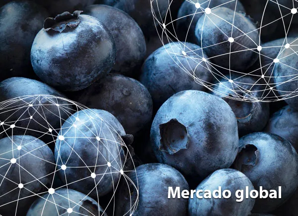 Resumen del mercado global del arándano