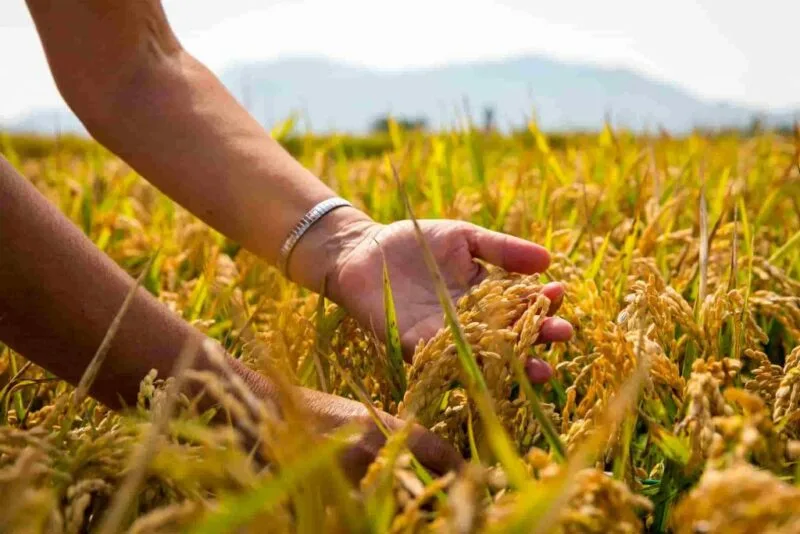 Nuevas variedades de arroz tolerantes a la salinidad y resistentes a los hongos