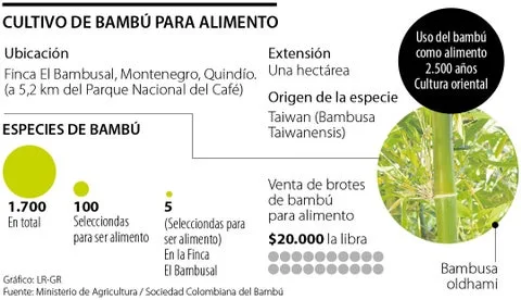 Colombia: Así es el primer cultivo de bambú con fines alimenticios que fue inaugurado en el país