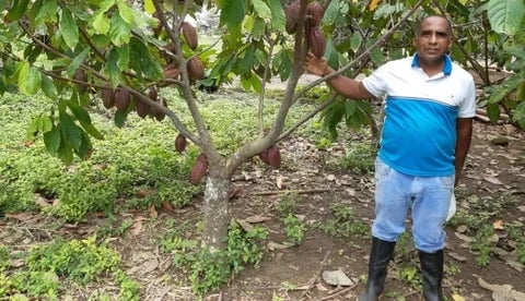 Colombia: Cacao de Córdoba fue seleccionado como uno de los 50 mejores del mundo