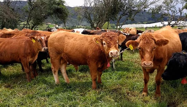 Cómo cuidarse de las fitotoxinas que afectan el bienestar del ganado y los productos