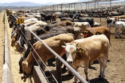 México y EE.UU. Actualizaran protocolo para el comercio de ganado bovino