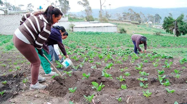 Ecuador: La producción orgánica se promueve en la región con jornadas virtuales