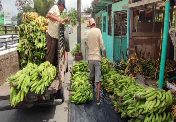 Ecuador: Encarece el plátano en el mercado local de Santo Domingo