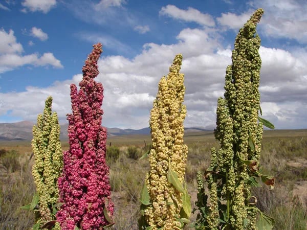 La producción de quinua toma fuerza entre jóvenes de la sierra ecuatoriana
