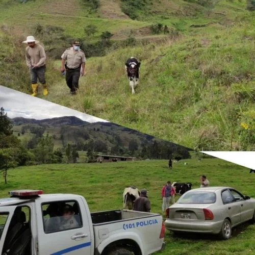 Ecuador: En Loja roban ganado y lo venden en 1.050 dólares