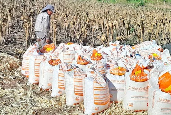 Ecuador: Servicio de desgranadoras reduce costos de producción de maíz