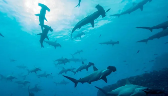 Flota china se aproxima a Galápagos: Sobrepesca pone en riesgo a seis grupos de especies