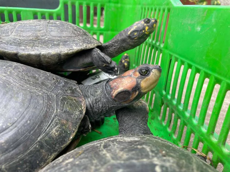 Ecuador: Trasladan 120 tortugas charapas del parque Seminario, en Guayaquil, hacia espacio turístico en Nueva Loja, de donde son originarias