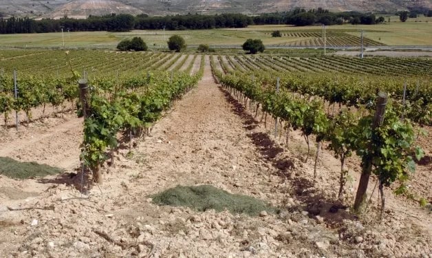 España introduce contratos plurianuales para la compra de uva y vino
