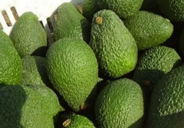 Colombia se posiciona como el tercer mayor exportador mundial de aguacate Hass