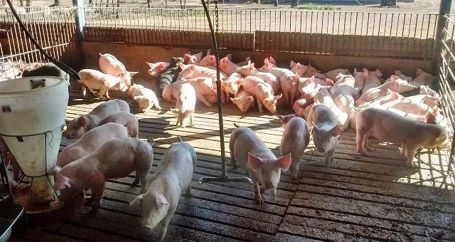 Argentina refuerza controles para prevenir la presencia de la peste porcina