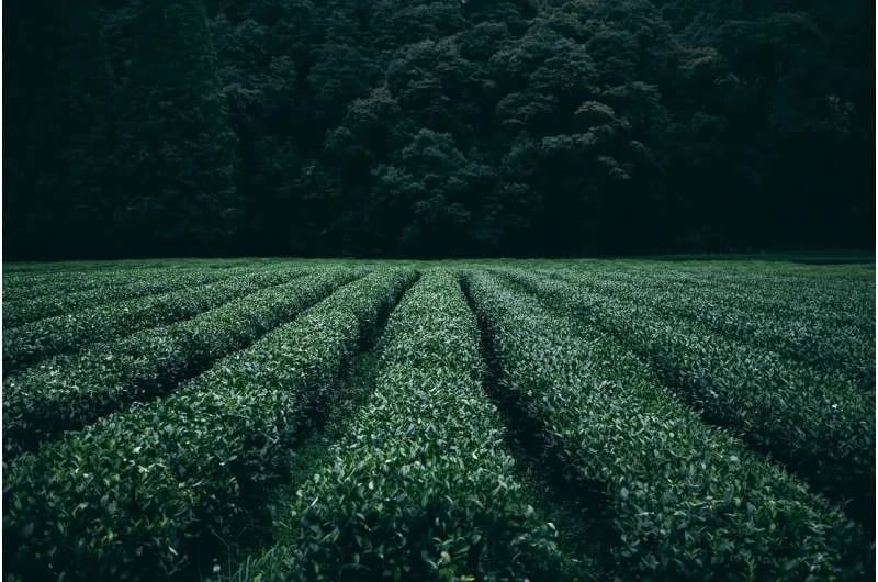 Los agricultores de producción de labranza cero pueden reducir el uso de herbicidas, controlar las malezas y proteger las ganancias