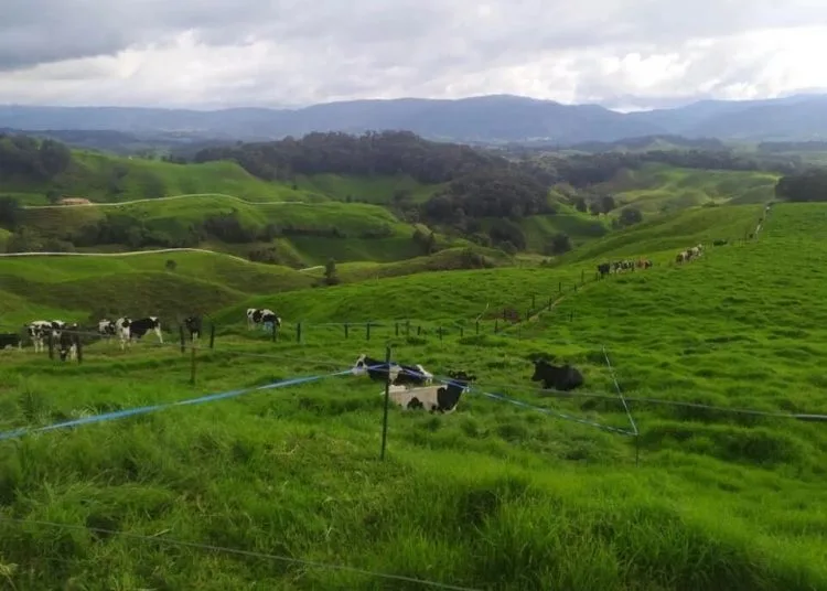 Colombia: Lecheros de Antioquia, en crisis: denuncian incremento de precios del 85 % en los insumos