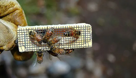 Colombia: Refuerzan medidas para proteger a las abejas y otros polinizadores en el Quindío