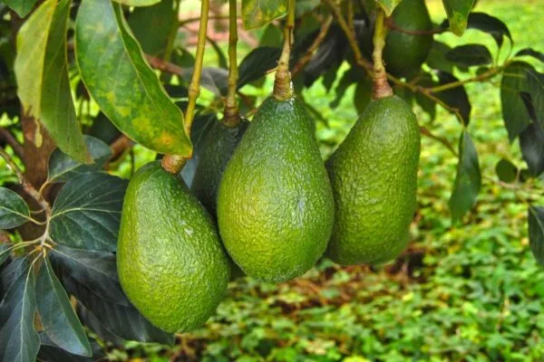 Exportaciones colombianas de aguacate casi se duplican hasta mayo