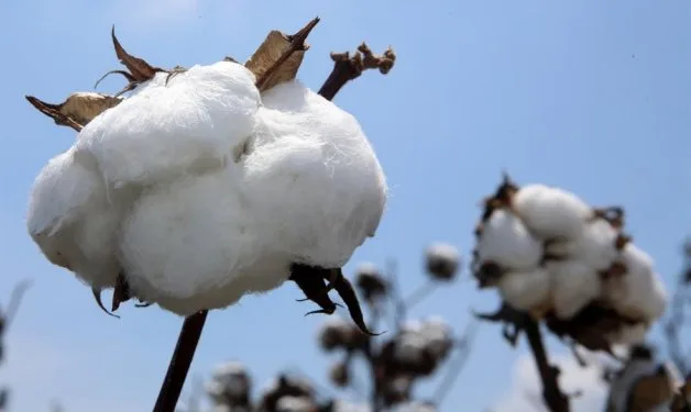 El INTA lidera la conservación genética del algodón en Argentina