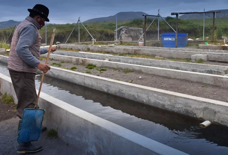 Ecuador: Inició la comercialización de truchas del proyecto comunitario de atocha