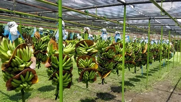 La inflación golpea con fuerza al sector bananero
