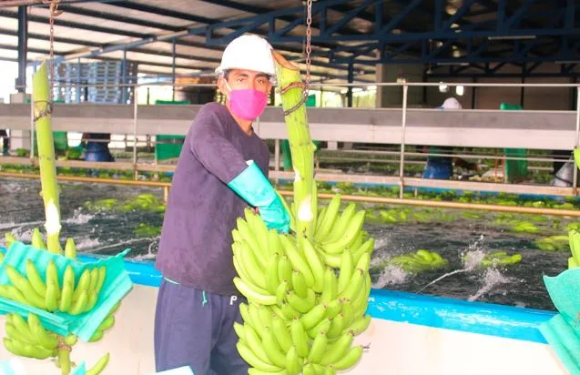 Colombia: Productores bananeros han tenido estabilidad en medio de la pandemia