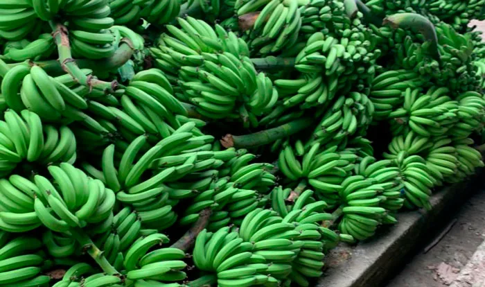 Ecuador: Bananeros proponen crear un fondo de contingencia y trabajar en la asociatividad
