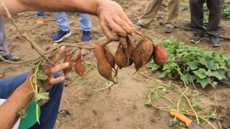 Impulsan en el Caribe la producción de camote para fortalecer la seguridad alimentaria