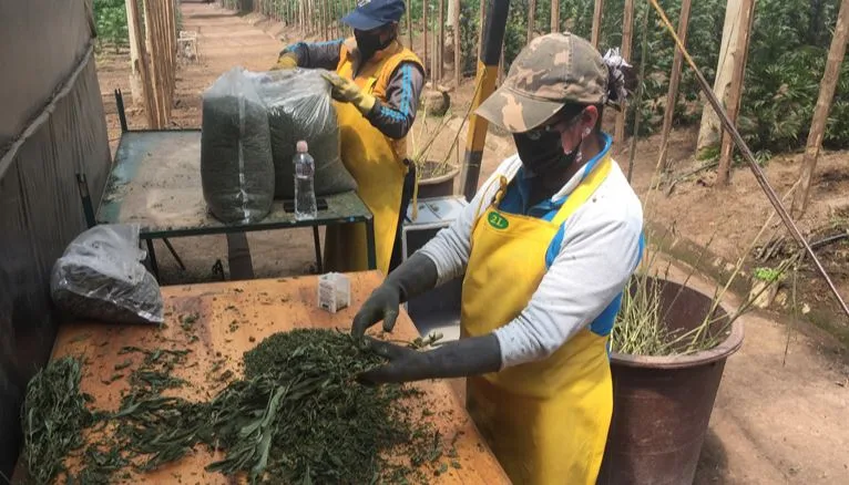 Ecuador: El negocio del cannabis florece en Pedro Moncayo