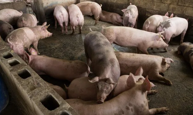 Investigadores detectan casos de influenza A de origen porcino en humanos en Brasil