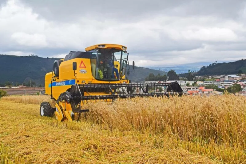 Ecuador: Industria molinera estimula cultivo de trigo en la zona norte y centro del país