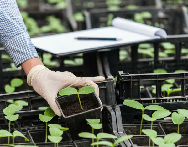 La ingeniería genética en la agricultura venezolana