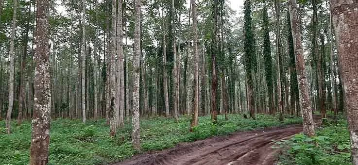 Ecuador Recibe USD 30 Millones para Combatir el Cambio Climático y la Deforestación