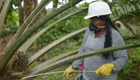 Colombia: El aceite de palma registro en julio una producción superior a 134.000 toneladas