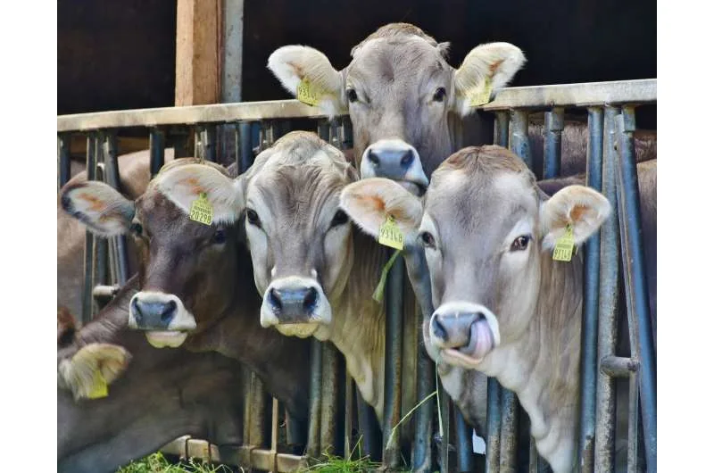 Se ha demostrado que el estrés por calor en las vacas lecheras daña la salud de los terneros