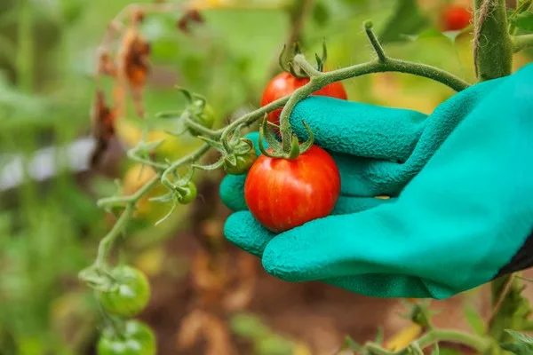 Detectan el virus rugoso del tomate por primera vez en Austria y Suiza
