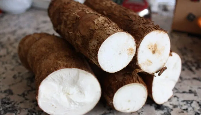 Yuca: el cultivo ancestral que podría ser motor económico, pero aún no despega