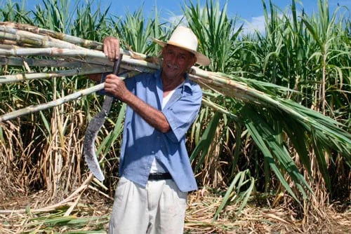 Fenazucar: Importaciones de azúcar de Bolivia perjudican el mercado interno