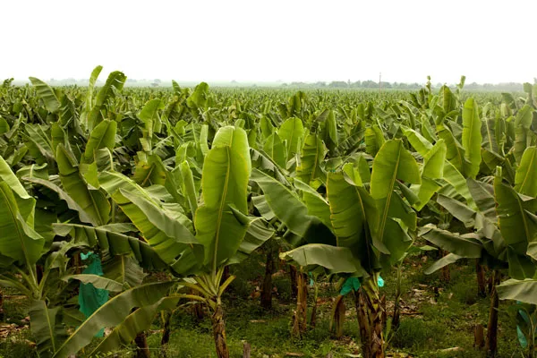 Ecuador: Bananeros aspiran tener un ministro que cumpla con el sector