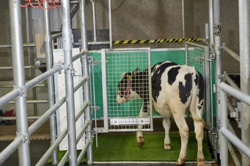 Los investigadores están enseñando a las vacas a ir al baño para reducir las emisiones de amoníaco causadas por sus desechos