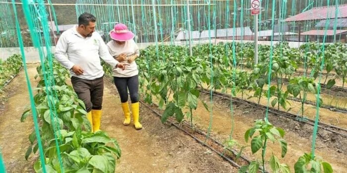 Ecuador: Asociación Mundo Verde le apuesta a la producción de pimiento