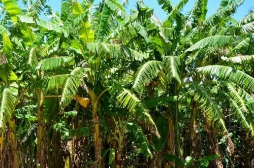 Cooperación entre productores, empresas, investigadores y organismos internacionales como el IICA es clave para prevenir devastadora enfermedad del banano
