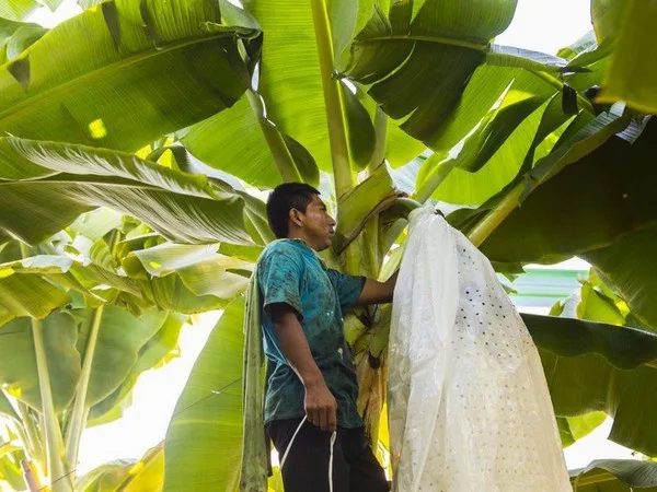 El aumento de los costes está afectando a los productores y transportistas de bananas ecológicas